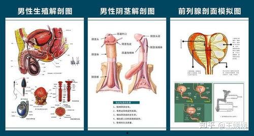 生殖解剖视频,深入解析人体生殖系统奥秘